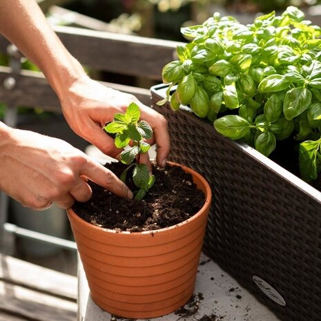 Substrat de plantation VEGGIEPON