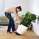 LECHUZA COASTER Plantenroller LECHUZA COASTER Plantenroller