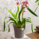 ORCHIDEA taupe matt ORCHIDEA taupe matt