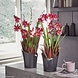 ORCHIDEA schiefergrau matt ORCHIDEA schiefergrau matt