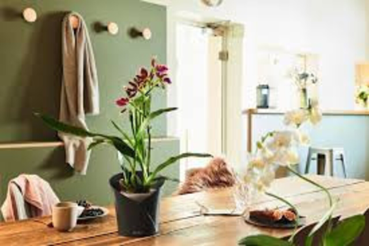 ORCHIDEA slate matt ORCHIDEA slate matt