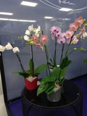 ORCHIDEA schiefergrau matt ORCHIDEA schiefergrau matt