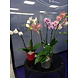 ORCHIDEA schiefergrau matt ORCHIDEA schiefergrau matt