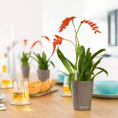 MINI-DELTINI shiny taupe