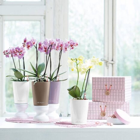 MINI-DELTINI taupe hochglanz