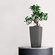 MINI-CUBI charcoal metallic MINI-CUBI charcoal metallic
