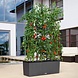 Trellis Trellis
