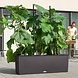 Trellis Trellis