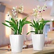 DELTINI white high-gloss DELTINI white high-gloss