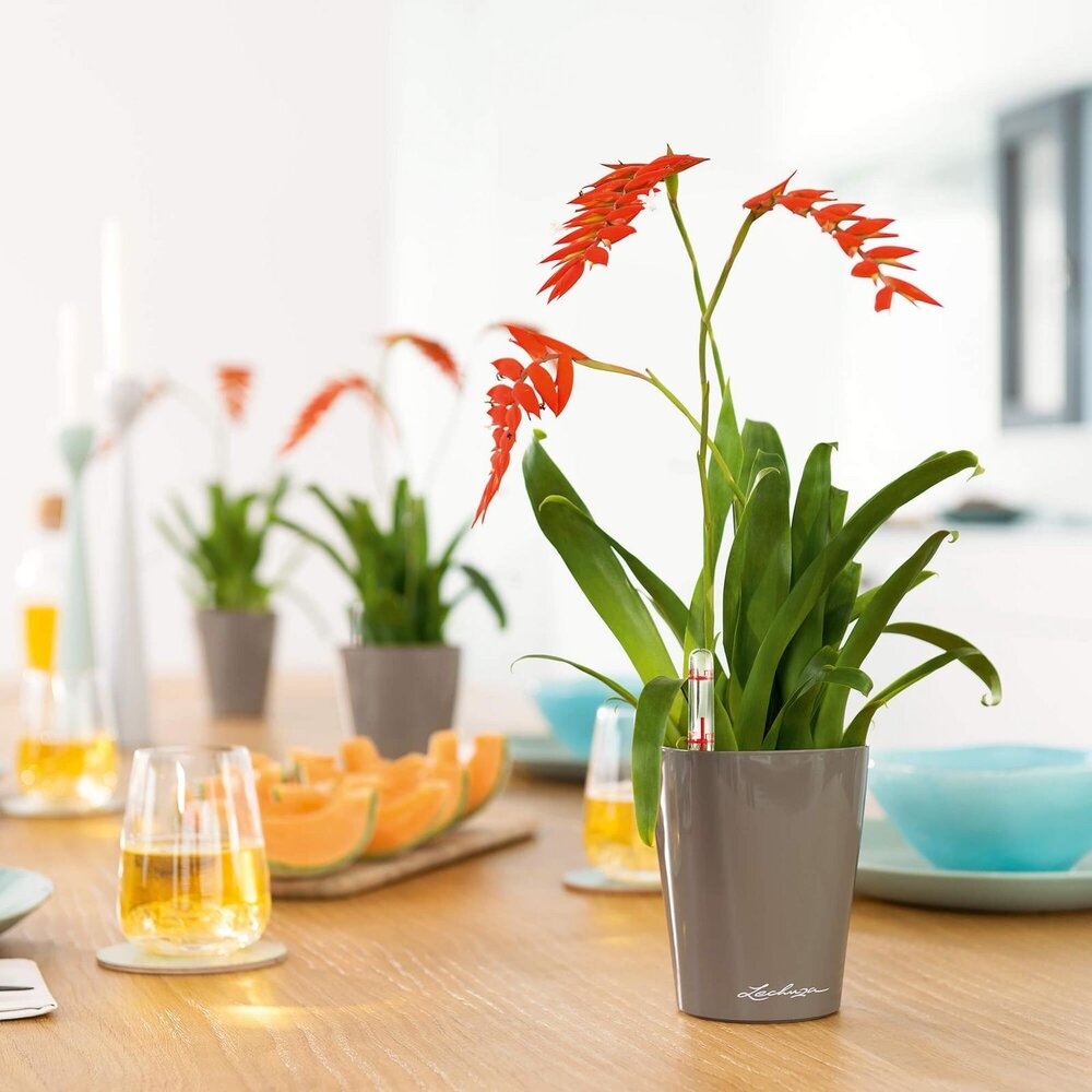 DELTINI taupe hochglanz