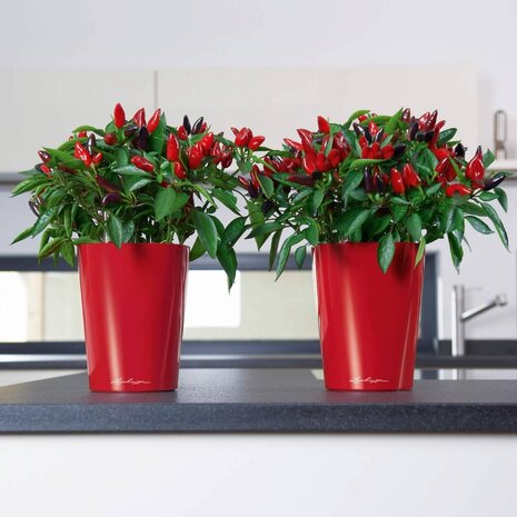 DELTINI scharlakenrood hoogglans