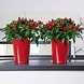 DELTINI scarlet red high-gloss DELTINI scarlet red high-gloss