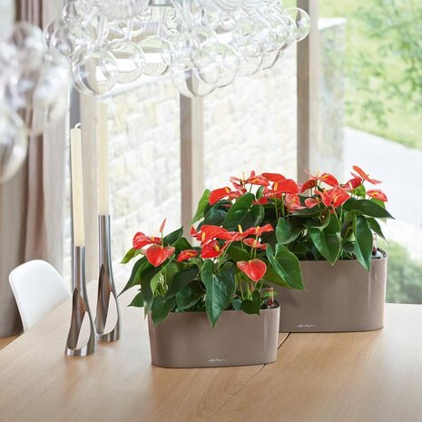 LECHUZA DELTA taupe hochglanz LECHUZA DELTA taupe hochglanz