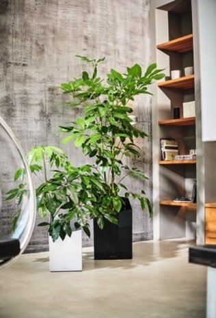 LECHUZA CURSIVO white high-gloss