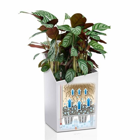 LECHUZA CURSIVO white high-gloss