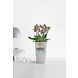 LECHUZA CUBICO espresso metallic LECHUZA CUBICO espresso metallic