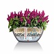 LECHUZA CUBETO Stone grafietzwart LECHUZA CUBETO Stone grafietzwart