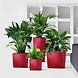 LECHUZA CUBE scarlet red high-gloss LECHUZA CUBE scarlet red high-gloss
