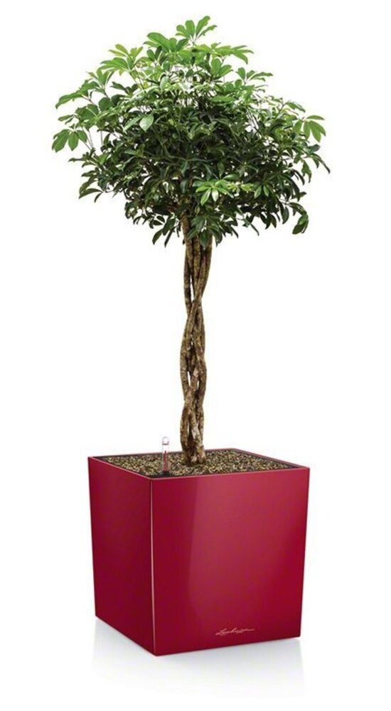 LECHUZA CUBE scarlet rot hochglanz LECHUZA CUBE scarlet rot hochglanz