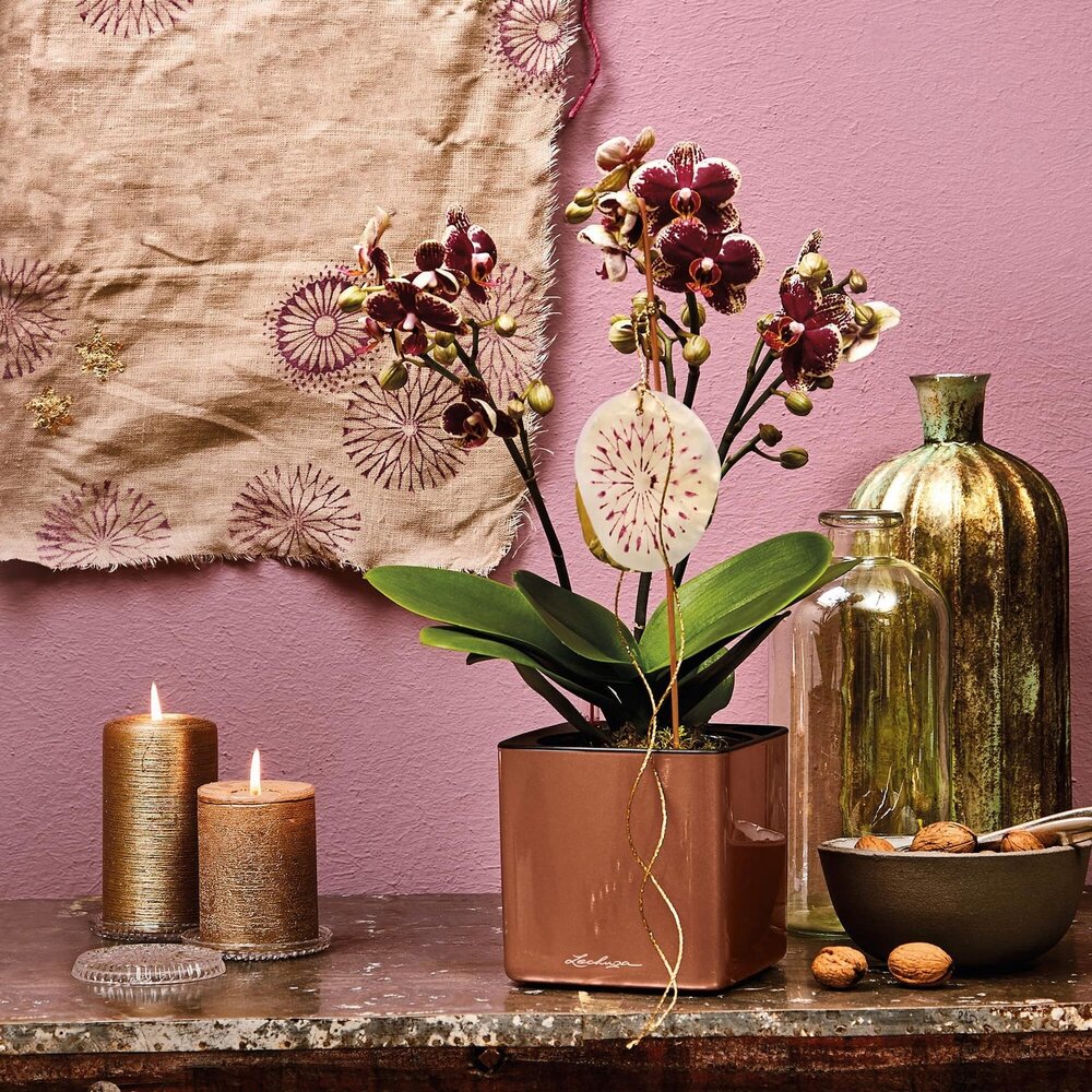 LECHUZA CUBE Brillant épicé cuivre brillant