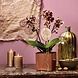 LECHUZA CUBE Glossy spicy copper highgloss LECHUZA CUBE Glossy spicy copper highgloss