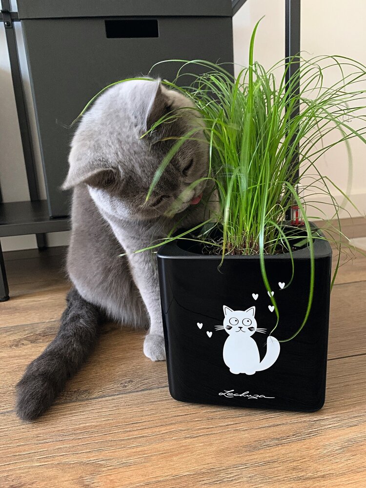 LECHUZA CUBE Glossy Cat black high-gloss