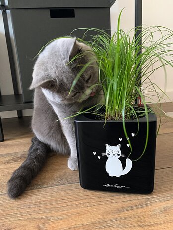 LECHUZA CUBE Glossy Cat white high-gloss