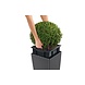 LECHUZA CUBE Cottage brun sable LECHUZA CUBE Cottage brun sable