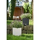 LECHUZA CUBE Cottage vanille LECHUZA CUBE Cottage vanille