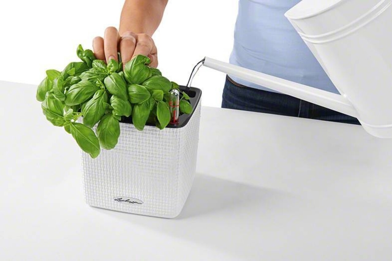 LECHUZA CUBE Color citron vert