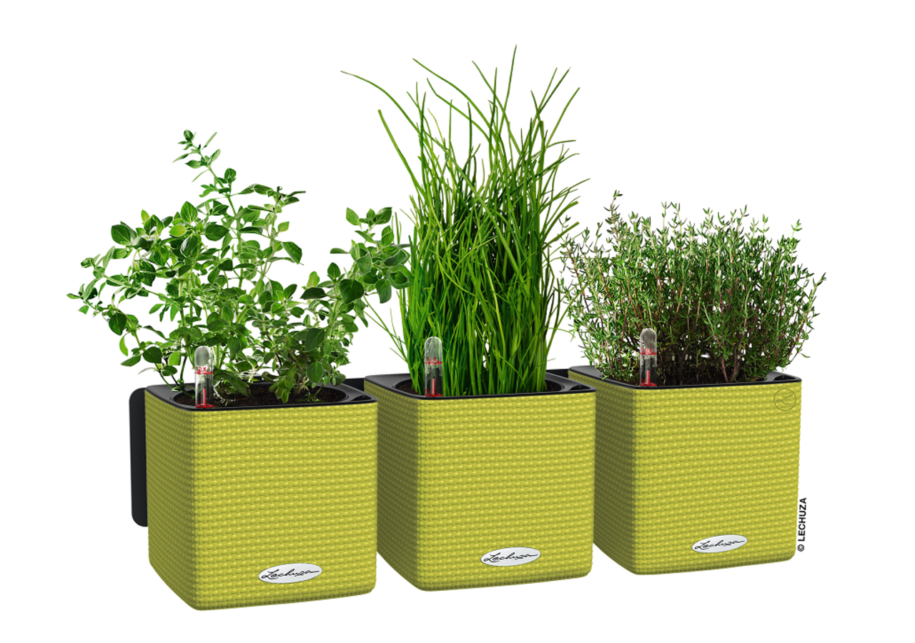 LECHUZA CUBE Color 14 set de 3 + Ciseaux à herbes vert citron