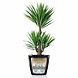 LECHUZA CLASSICO LS zwart hoogglans LECHUZA CLASSICO LS zwart hoogglans