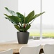 LECHUZA CLASSICO LS charcoal metallic LECHUZA CLASSICO LS charcoal metallic