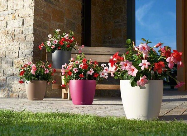 LECHUZA CLASSICO Color vanilla