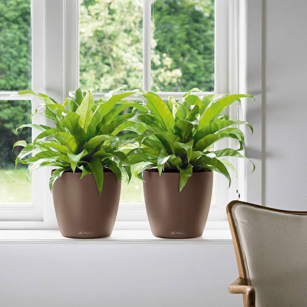 LECHUZA CLASSICO Color muscade LECHUZA CLASSICO Color muscade