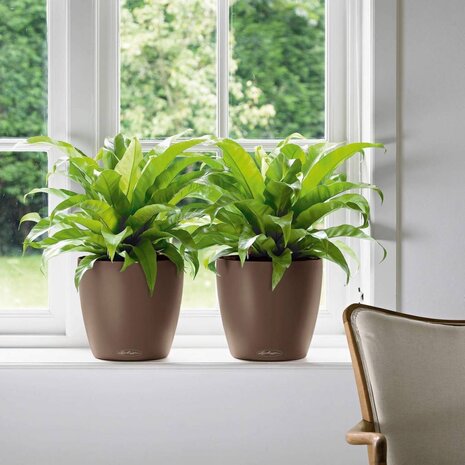 LECHUZA CLASSICO Color muscade LECHUZA CLASSICO Color muscade