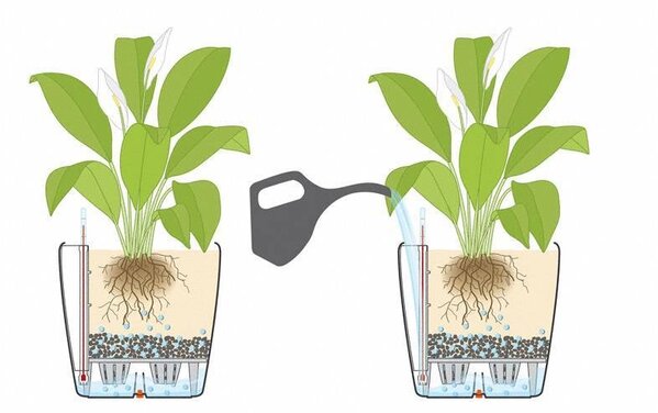 LECHUZA CLASSICO Color muskat