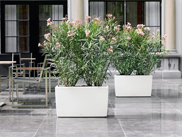 CARARO wit hoogglans CARARO wit hoogglans