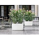CARARO white high-gloss CARARO white high-gloss