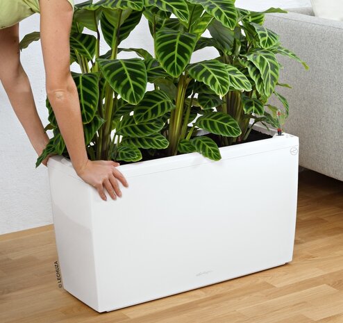 CARARO white high-gloss CARARO white high-gloss