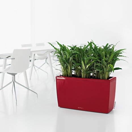 CARARO scarlet rot hochglanz