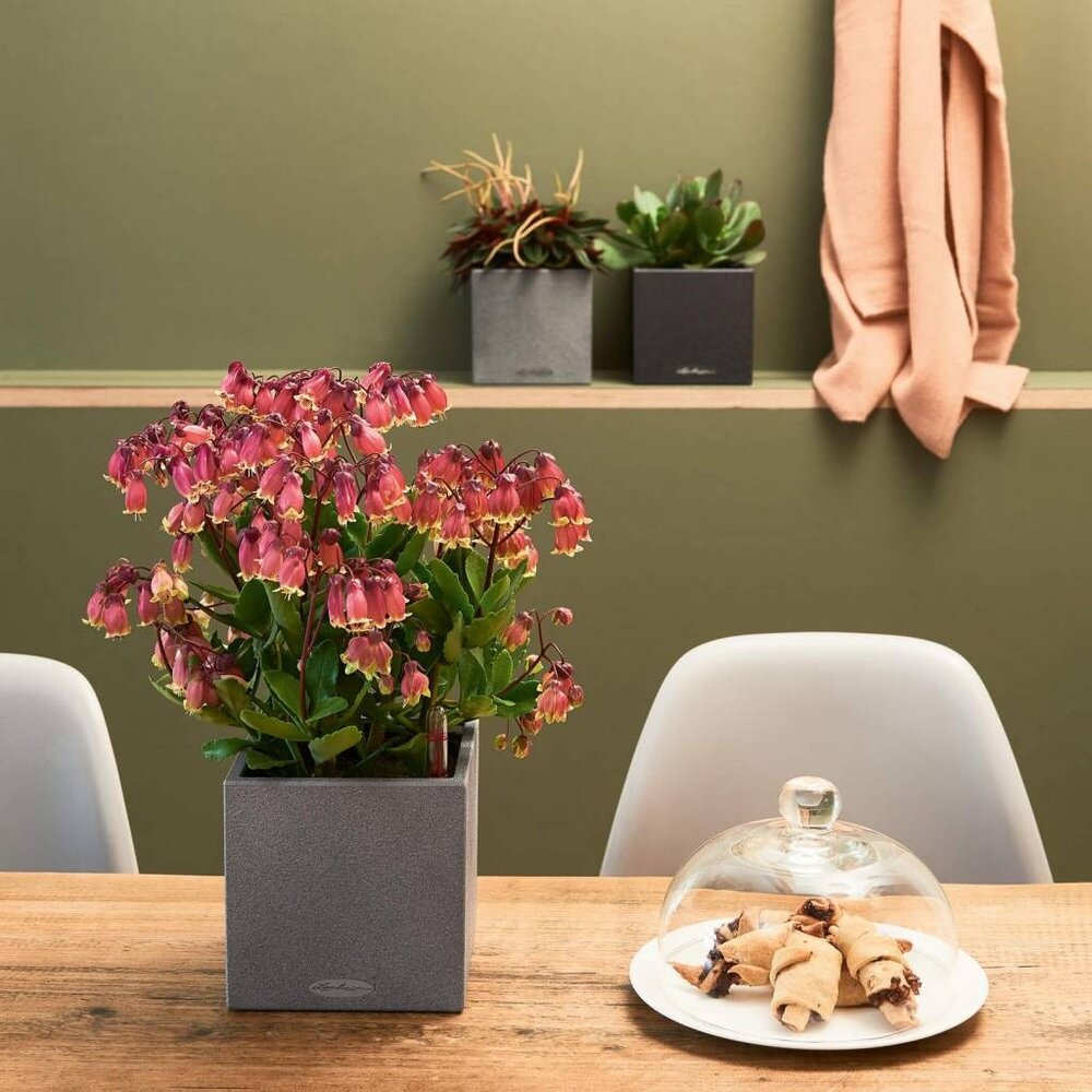 LECHUZA CANTO Stone gris pierre