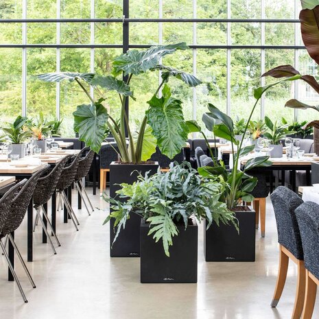 LECHUZA CANTO Stone low graphitschwarz LECHUZA CANTO Stone low graphitschwarz