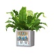 LECHUZA CANTO Stone low graphitschwarz LECHUZA CANTO Stone low graphitschwarz
