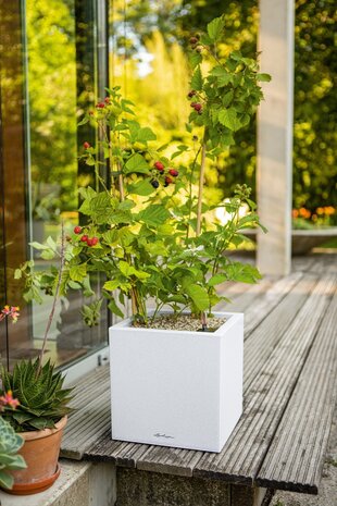 LECHUZA CANTO Stone kwarts wit LECHUZA CANTO Stone kwarts wit