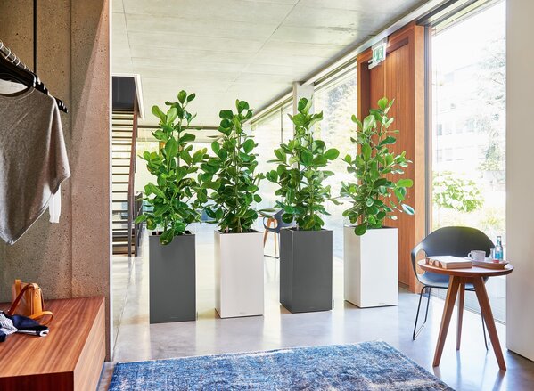 LECHUZA CANTO Premium high anthrazit metallic LECHUZA CANTO Premium high anthrazit metallic