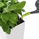 Bevestiging voor gieters LECHUZA PICO Bevestiging voor gieters LECHUZA PICO
