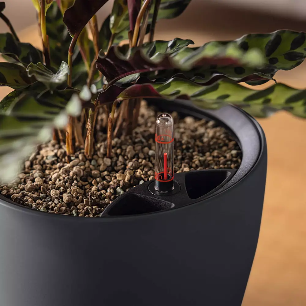 LECHUZA CLASSICO Color LS nutmeg