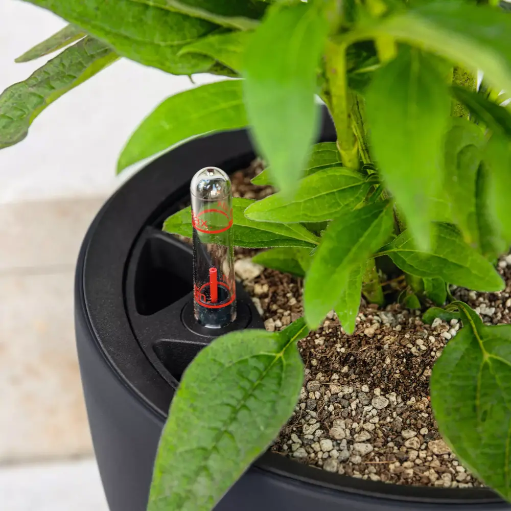 LECHUZA CLASSICO Color LS muskaat