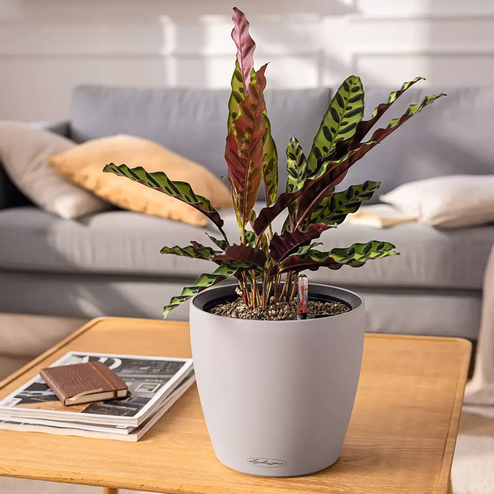 LECHUZA CLASSICO Color LS muskat